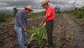 Agricultura y comunidades indígenas trabajan en el cultivo y conservación de razas de maíces nativos
