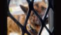 FOTOS. Rescatan a 31 perritos de criadero clandestino en Edomex