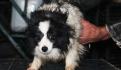 Encuentran cuerpos de perritos en congelador de refugio; 102 más son rescatados