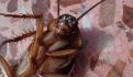 Cuidado: esta es la cucaracha alemana 'inmortal' que aterroriza a México