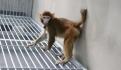 Orangután es captado curándose una herida abierta… con plantas medicinales