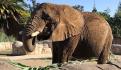 ¿Qué enfermedades se dice que padece Ely, la elefanta 'más triste del mundo'?