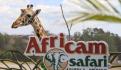 ¡Ponle nombre! Zoológico de Chapultepec pide ayuda para jirafa bebé rechazado por su mamá