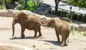 ¡Emergencia! Animales del Zoo de Morelia en peligro por agua contaminada vertida por el OOAPAS