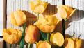 ¿Por qué este 21 de marzo también se regalan flores amarillas?