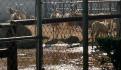 Reporta Zoológico de Morelia delicada de salud a la jaguar rescatada, tras su contacto con lodos contaminados del OOAPAS