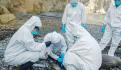 EU registra un cuarto contagio humano de gripe aviar H5N1