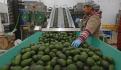 Se reanudan exportaciones de aguacate y mango, tras 9 días de suspensión