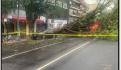 ¡Cuidado! Cae árbol de 30 metros en Polanco e interrumpe la circulación