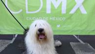 Promueven cuidado y adopción de mascotas en Zócalo de la CDMX