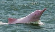 Delfines rosados