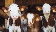 Advierten alza de precios de carne por sanción de EU