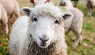 Una granja en Alemania propicia que las personas que se sienten afectadas por el aislamiento que trajo consigo el COVID-19, puedan acudir a sus instalaciones a abrazar ovejas