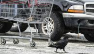 En redes sociales circulan historias de habitantes del sur de Alaska que relatan como cuervos roban comida de sus carritos mientras cargan alimentos en sus autos