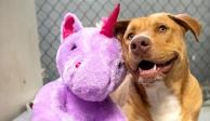 Un perro callejero robó un unicornio de peluche cinco veces hasta que un refugio se lo compró