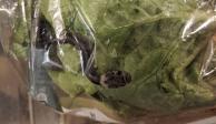 Un hombre de Sydney encontró una serpiente venenosa en la lechuga que había comprado en un supermercado