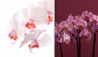 Este martes el Museo Franz Mayer inauguró la exhibición “Orquídeas y sus polinizaciones”.