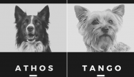Athos y Tango, fueron unos perritos rescatistas envenenados con salchichas el pasado fin de semana.
