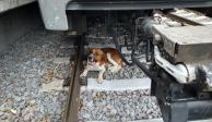 Rescatan a perrito de las vías del Tren Ligero