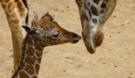 La jirafa nació el pasado 20 de noviembre de 2020 y tras cuatro meses de votación, la gente eligió a Adelita como su nombre.