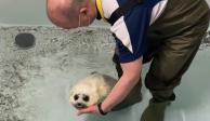 El video de la foca bebé entrando por primera vez al agua cautivó a los usuarios de redes sociales, quienes siguen compartiendo el tierno momento