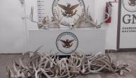 Guardia Nacional asegura 56 cráneos de borrego cimarrón y venados en Sonora