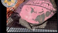 Autoridades de Florida buscan al responsable de pintar de rosa a dos tortugas protegidas.