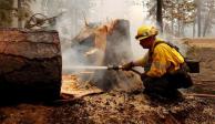 Un bombero extingue un incendio en la base de un árbol, el cual fue talado mientras combatía el incendio "Dixie" cerca de Chester, California