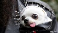 Hacen en Nueva York concurso de disfraces de Halloween para perros