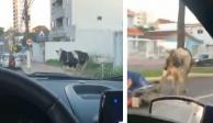 El video de la vaca que choca con un motociclista en la calle ya tiene más de 24 mil reproducciones en Twitter