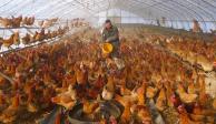 "El aumento de casos humanos en China este año es preocupante", dijo un profesor sobre la gripe aviar.