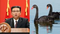 Corea del Norte elige a los cisnes negros como el nuevo alimento del país