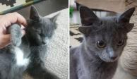 Una gatita con cuatro orejas y un "corazón blanco" está conquistando Instagram