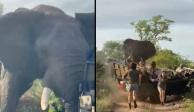 Un elefante casi aplasta a un grupo de turistas; esta explicación dieron las autoridades del lugar