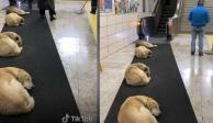 Perros callejeros que duermen al interior del Metro de Estambul para protegerse del frío