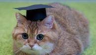 En Ecuador, un gato ya puede graduarse del kínder