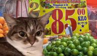Este gato encontró el kilo del limón hasta en 85 pesos
