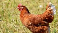 España sacrificará a 133 mil gallinas ante casos de gripe aviar.