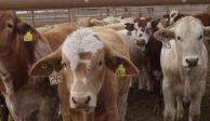 Con aretes a bovinos, la Secretaría de Agricultura&nbsp; busca fortalecer los registros sanitarios.