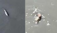 Extraña criatura nadando entre las negras de un canal en el Edomex