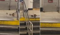 Rata roba pizza en metro de NY  la comparte con su "familia".
