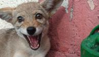 Coyote deambulaba en Azcapotzalco; brigada de Vigilancia Animal ahora los resguarda