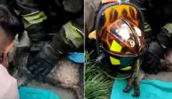 Bomberos sofocan incendio en departamento de Iztapalapa; reaniman a perrito que se intoxicó con el humo.