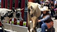 Lecheros arriban a San Lázaro con una vaca para pedir apoyo; diputada priista María del Refugio Camarena ordeña al animal.