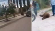Captan a oso caminando en calles de Cumpas, Sonora; lo matan a balazos.