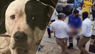 Descartan sacrificar a perrito pitbull que "defendió" su casa de presunto ladrón en Tuxtla Gutiérrez, Chiapas .
