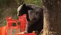 En el particular video se puede ver al oso de espaldas frotándose en un árbol ubicado en las instalaciones de la UANL.