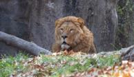 Sedema logra recuperación de 7 leones rescatados del santuario Black Jaguar-White Tiger