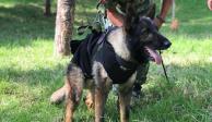 Proteo, perro rescatista que formó parte del equipo de la brigada de rescate en Turquía y Siria.