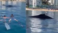 Bañistas en Acapulco, Guerrero, se encontraron con dos ballenas.